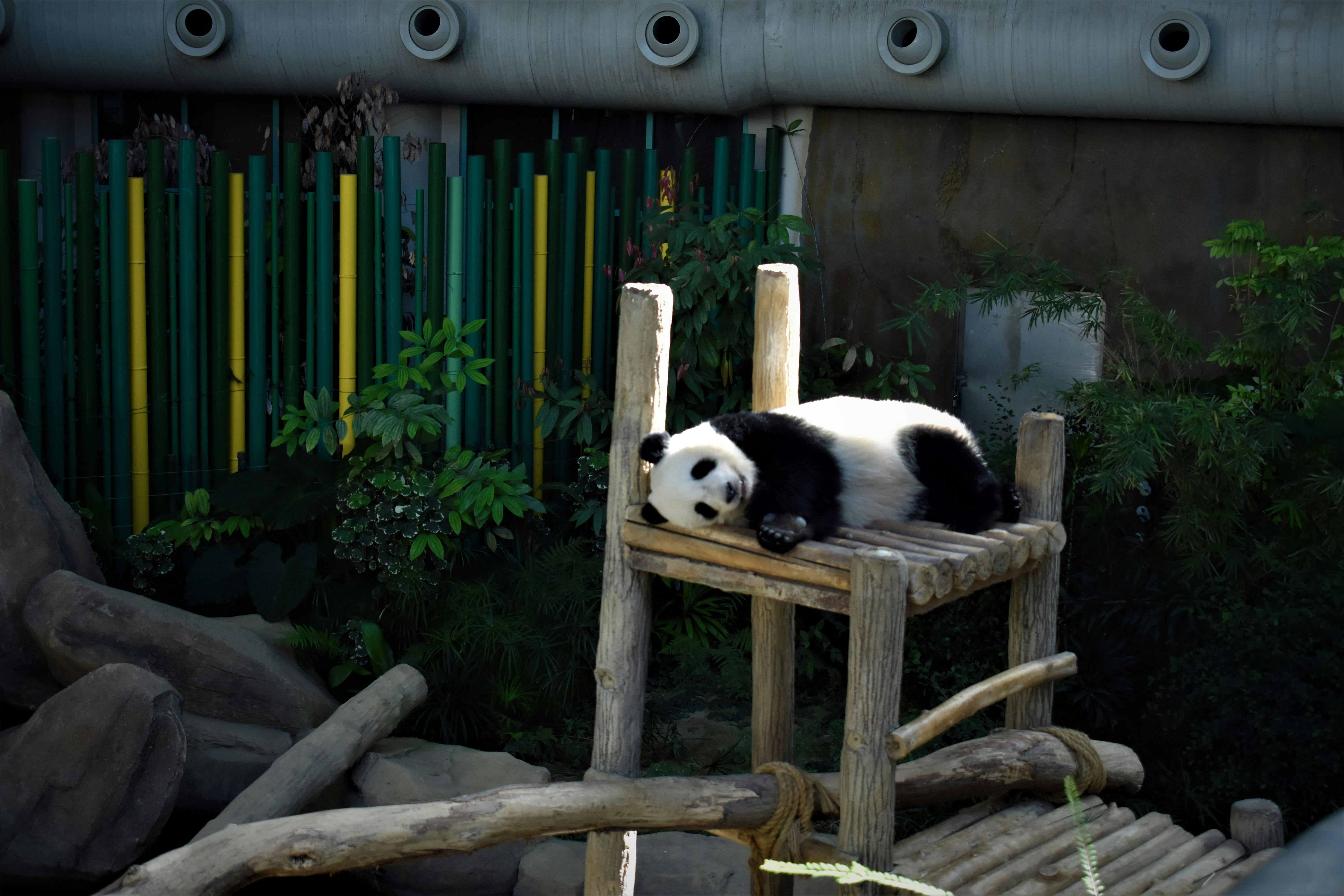 Chengdu Travel Guide 2026: Pandas, Hotpot, and Sichuan Best-Kept Secrets for Foreign Travelers